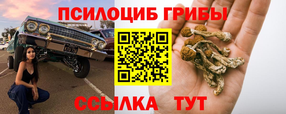 Псилоцибиновые грибы Psilocybe Великий Новгород